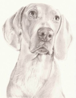 crufts dog website2