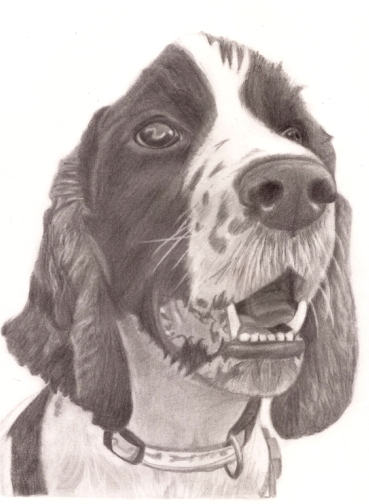 Buster Drawing darker for wordpress2