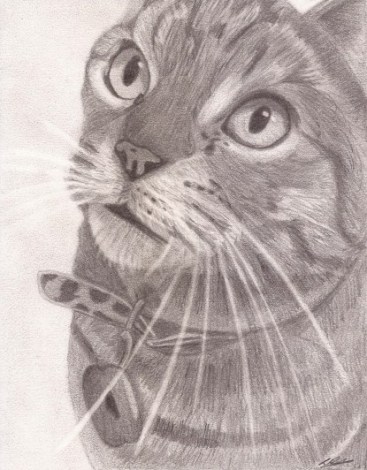 Poppy portrait Small