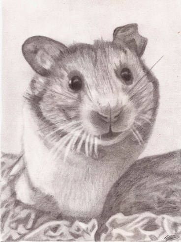 George(Hamster)Portrait small new