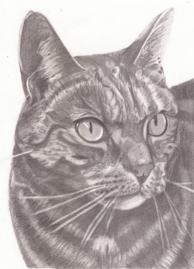 Theo the Cat Portrait Nov 2020 A